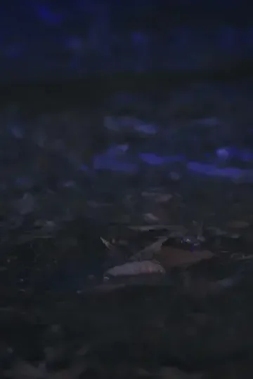 Kanlı ayın gölgesi afişi