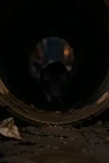Gerçek mirasçının intikamı afişi