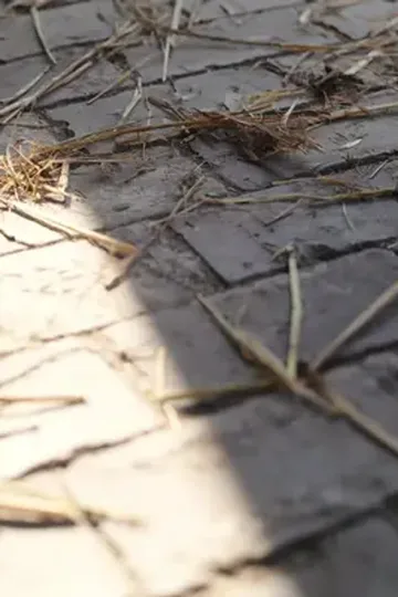 Yeniden Doğan Varis ve Pişman Ailesi afişi