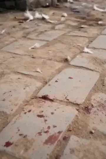 Kutsal köpeğin şanslı ailesi afişi