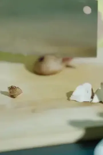 Zihin okuyan hizmetçinin sırrı afişi