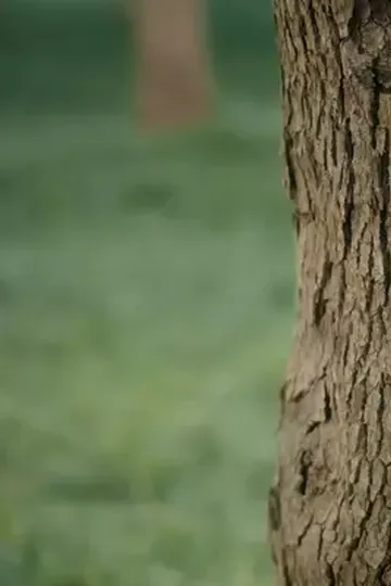 Kampüs aşkı yıldız şekeri afişi