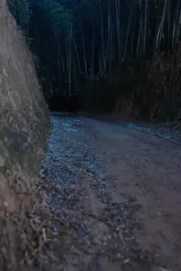 Gerçek mirasçının öcü afişi