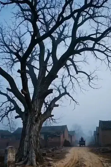 Dağlara dönen başarılı kız afişi