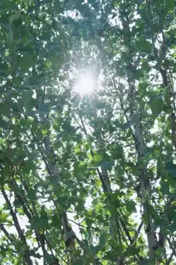 Sahte evlilik, gerçek varis kızı afişi