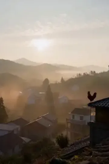 Asi tavukçu afişi